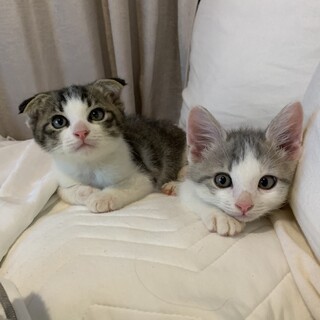 2匹一緒にお迎え希望です♡