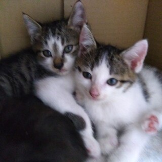 親猫、子猫の里親募集