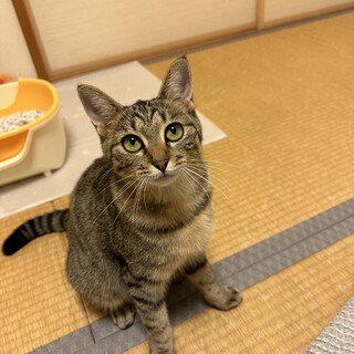 里親さんを募集しています！