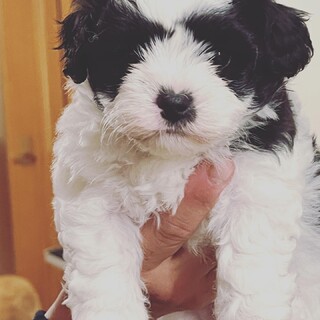 可愛いパピー男の子「konn・Pei・tou」