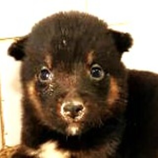 5-3-210◆可愛い子犬◆家族に迎えませんか？