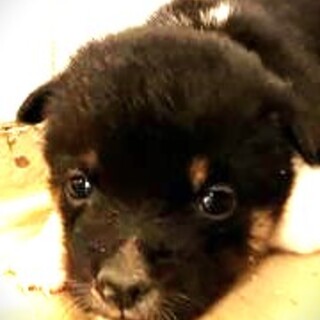 5-3-211◆可愛い子犬◆家族に迎えませんか？