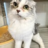 C22-W1155　大人しくてかわいい長毛スコ♪　 サムネイル2