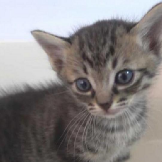 元気なキジトラ兄弟です。