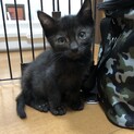 可愛い子猫の里親さんを募集！