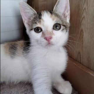 里親決定。白三毛猫うーたん