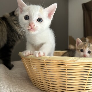 1ヶ月半4兄妹④白にベージュ模様男の子