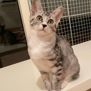 シックなお転婆娘