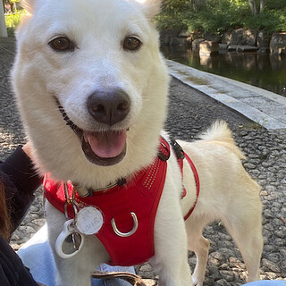 人が大好きな甘えん坊、愛らしい女の子クル