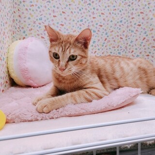 【10/22東日本橋】永遠の子猫気質♡しんまいくん