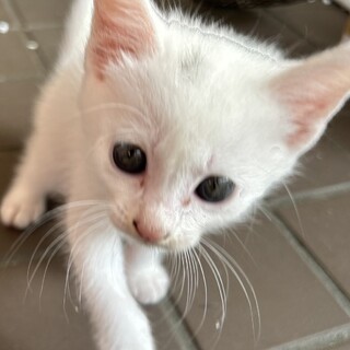 白猫ちゃん　一ヶ月半