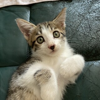 段ボール箱に入れられ遺棄されたかなちゃん