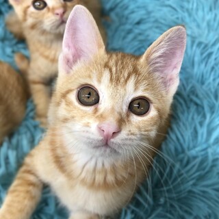 茶トラの女の子♪2ヶ月半