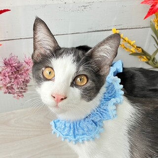 ぼく、甘えん坊さんです♥️オルトくん