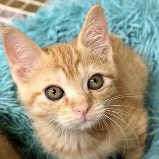 茶トラの男の子②2ヶ月半