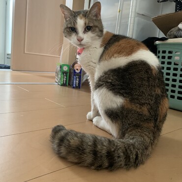 ミミちゃん今年に入ってから原因不明の体調不良で痩せてしまった(；；)