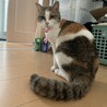 ミミちゃん今年に入ってから原因不明の体調不良で痩せてしまった(；；)