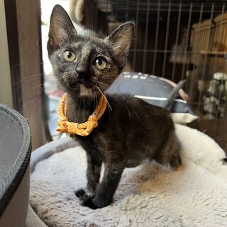 【10/22⭐️堺東にて譲渡会】参加猫るいちゃん