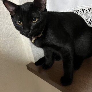【10/22⭐️堺東にて譲渡会】参加猫まめくん