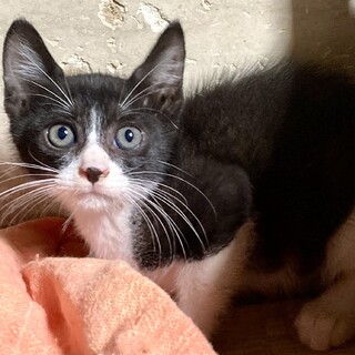 【10/22⭐️堺東にて譲渡会】参加猫ポン太くん