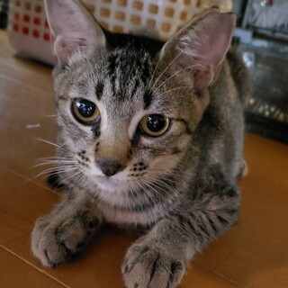 可愛らしい女の子　しずくちゃん