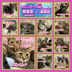 翠雲堂de譲渡会☆子犬・子猫圧倒的多数♪（ライブ配信あり） サムネイル2