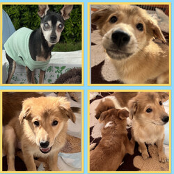 翠雲堂de譲渡会☆子犬・子猫圧倒的多数♪（ライブ配信あり） サムネイル3