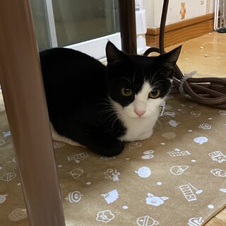 【一時停止】黒白ハチワレ★チロルちゃん３ヶ月メス