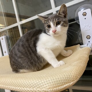 【一時停止】美猫イケにゃんサバ白★フランくん3ヶ月