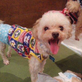 遊ぶの大好きトイプー＆チワワのMIX男の子２歳位