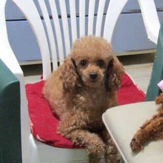 里親様が決まりました。ありがとうございました。