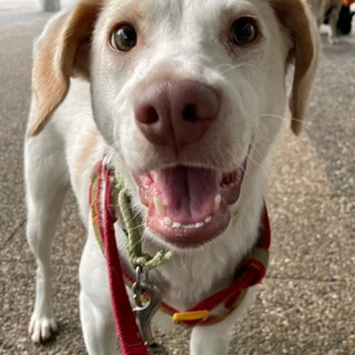 キームン（ミックス）