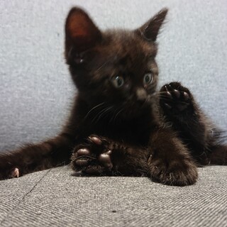 トライアル決定(⌒‐⌒)４にゃん