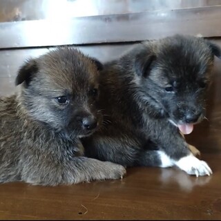 コロコロ子犬の『ころ』くん☆