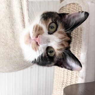 三毛猫5ヶ月お留守番出来ます