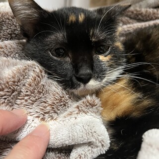 三毛猫　女の子　3ヶ月