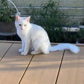 生後6カ月の保護猫メス募集中です。