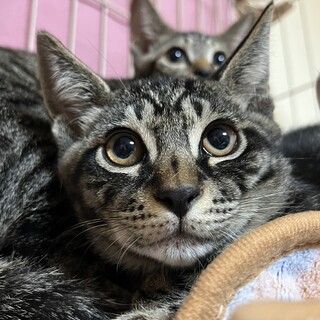 キジトラ　男の子　 7ヶ月