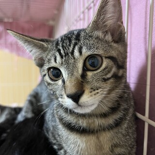 キジトラ　女の子　7ヶ月