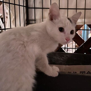 最新です！抱っこ大好きおしゃべり子猫　５ヶ月　雄♂