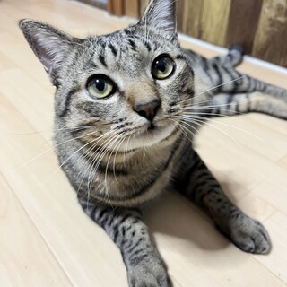 【現在停止しております】キジトラの男の子1歳