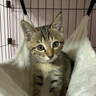 お見合い決定新規受付け停止中　キジ子猫　11ヶ月