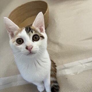 【5匹】5か月の子猫達と母猫(3匹トライアル決定)