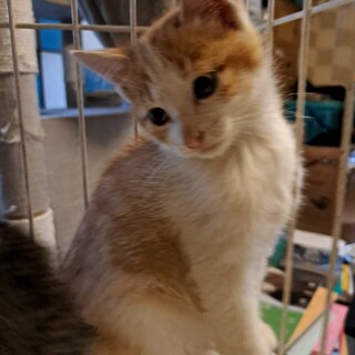 茶白君2か月半甘えん坊