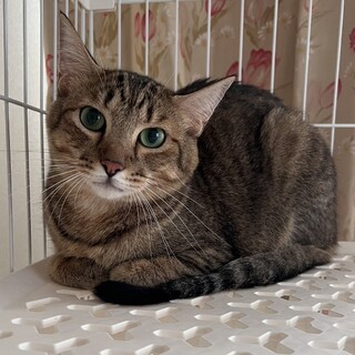 人馴れ修行中のたいが♡親子で譲渡希望