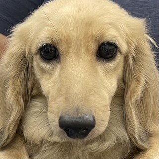 ダックスの女の子