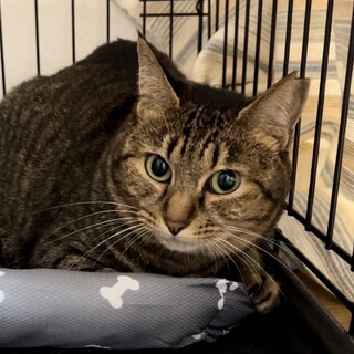 人馴れ修行中のさくらちゃん♡親子で譲渡希望