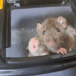 ファンシーラット生後１～２ヶ月程度