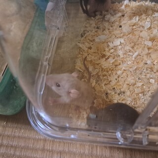 ファンシーラット生後１～２ヶ月程度