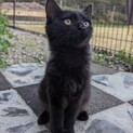 足に障害のある黒猫（生後半年メス長毛）の里親募集中